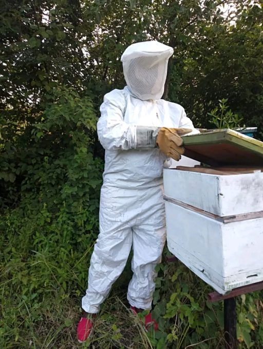 BEE INSPECTION BEE INSPECTION