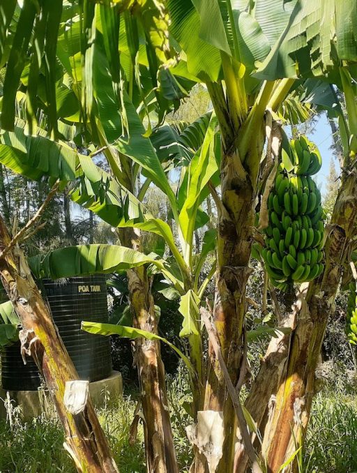 TISSUE CULTURED BANANA ALMOST READY FOR HARVESTING