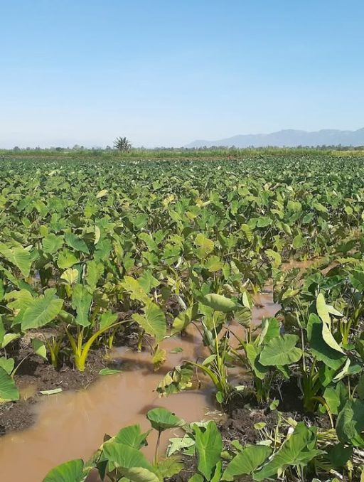 YAM FARM